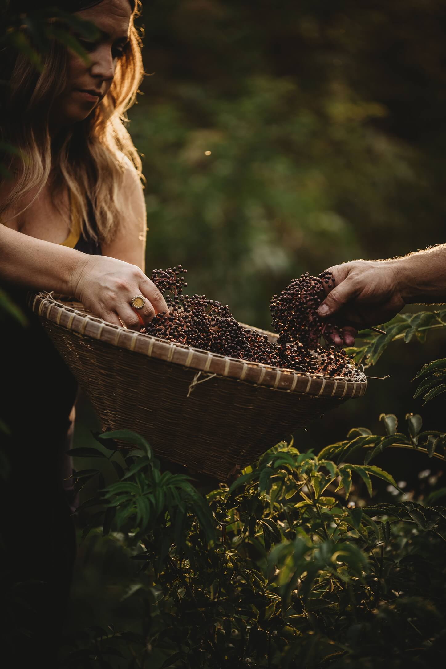 Me (Lisa) sorting through a basket of organic elderberries at our organic elderberry farm outside of Columbus Ohio.