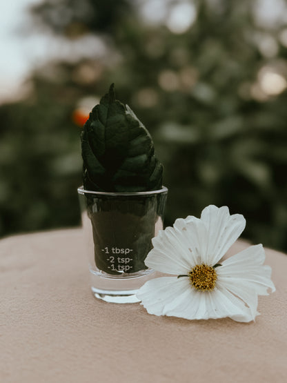 A small clear glass shot glass filled with dark green leaves, placed on a beige surface next to a white flower, with a blurred green outdoor background.